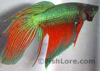 Последние твиты от betta_breeding (@betta_breeding). Betta Breeding And Tail Types