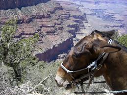 The 1/2 day canyon mule trip ride will descend down…. Phantom Ranch Mule Ride Gallery Hit The Trail