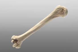 humerus bone because i can tickle your funny bone xd bones funny cool drawings arm anatomy