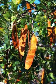 Image result for Erythrophleum