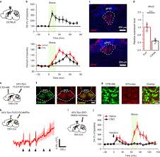 The Lc Drives Stress Evoked Dopamine Release In The Ppvt A