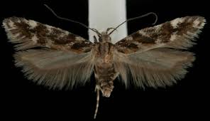 Image result for Ericinella