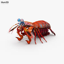 3d Model Of Mantis Shrimp Hd In 2020 Mantis Shrimp 3d Model Creative Flyer Design