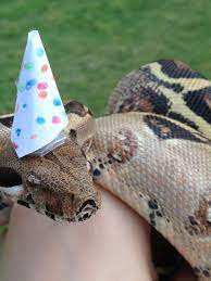 She is a meter maid. Snakes In Hats