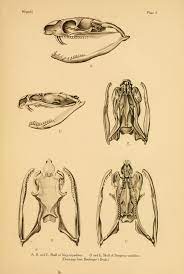 Snake Venoms Biodiversity Heritage Library Snake Snake Venom Creature Design