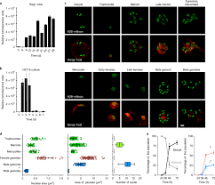 Cryptosporidium parvum is an intracellular protozoan parasite of the family cryptosporidiidae and phylum apicomplexa footnote 1footnote 3. Life Cycle Progression And Sexual Development Of The Apicomplexan Parasite Cryptosporidium Parvum Nature Microbiology