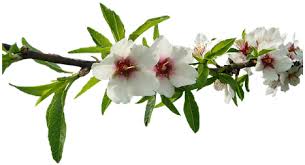 Immagini belle di fiori 47 foto sfondi hd bonkadaycom. Download Hd Mandorlo Fiori Bianchi Natura Almond Tree Branch Transparent Transparent Png Image Nicepng Com