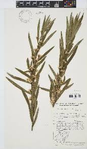 Image result for Philyrophyllum schinzii