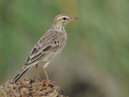 U candidate nathalie maomay makes vice ganda giddy as she sings ang pipit. African Pipit Alchetron The Free Social Encyclopedia