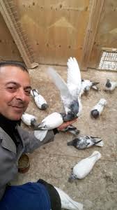 Budapester hochflieger tauben/ будапештские высоколетные голуби. Erlauer Flugtaubenverein Niedersachsen Jimdo Page