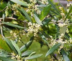 Fructification Des Oliviers De La Fleur Au Fruit