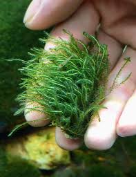 Image result for Podostemaceae