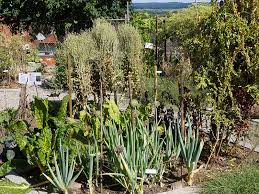 In vielen gärten können zusätzlich individuelle besuchstermine für einzelpersonen und gruppen vereinbart werden. Herborama Offener Garten Und Fuhrungen