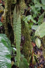 Image result for Elaphoglossum spathulatum