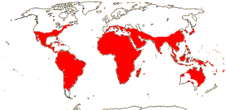 Image result for Thomandersiaceae