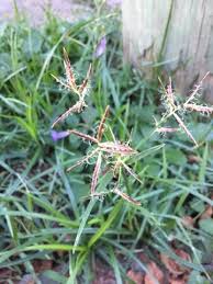 Image result for Cyperus nduru