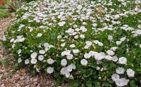 Image result for Falkia oblonga