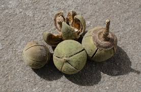 Image result for Thespesia garckeana