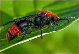 Image result for Antherotoma debilis