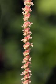 Image result for Acalypha chirindica
