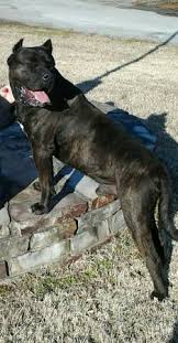 Jul 08, 2011 · big presa canario mix pups (cbd > harrisburg) hide this posting restore restore this posting. 2 Female Presa Canario Mix Puppies 350 Harrisburg Illinois General Items Carbondale Il Shoppok