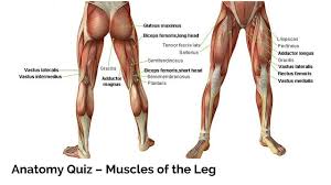 Pin By Aztcfireflower On Learrrrnnnn Leg Muscles Anatomy
