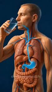 Whoa! 🤯 Ever wonder what happens when you gulp down ice-cold water? This  incredible visual shows the journey! From your mouth to your stomach, that  refreshing chill is felt deep inside. So ...