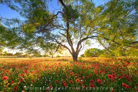 All sorts of flowers and nature images, looking at these images can cause spring fever. Texas Wildflowers Images And Prints Images From Texas