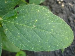 アザレアの育て方ガイド 植え付けや剪定の方法 挿し木での増やし方まで総まとめ 暮らし の