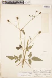 Image result for Bidens acuticaulis