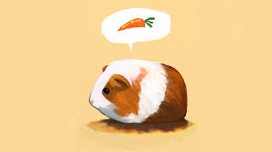 Pin On Android Wallpaper Did you know baby guinea pigs are called pups and that they hop in the air a lot when they're excited! pin on android wallpaper