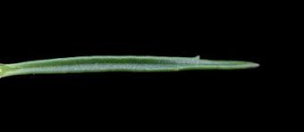 Image result for Hebenstretia dentata