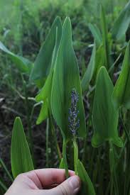 Image result for Pontederiaceae