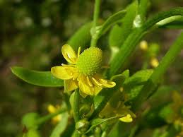 Image result for Ranunculus sceleratus