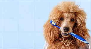 Eric van nice has cared for patients from all over southern california from his centrally located practice. Pet Dental Care Tyler Tx Veterinarian Shelley Drive Animal Clinic