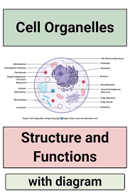 An organelle in some plant cells that stores starch. Cell Organelles Structure And Functions With Labeled Diagram Cell Organelles Organelles Human Cell Structure