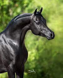 Arabian babbler (argya squamiceps, syn. Bellagio Rca Horses Black Arabian Horse Horse Breeds