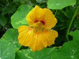 Image result for Tropaeolaceae