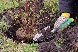 How to Plant a Shrub | Step-by-Step Planting Guide – Plants by Mail