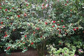 Full Size Picture Of Common Camellia Japanese Camellia Glen 40 Variegated I Camellia Japonica I Japonica House On A Hill Variegated