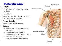 Muscles Of The Pectoral Region In 2020 Muscles Of Upper Limb Muscle Region