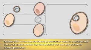 We did not find results for: Introduction To Transfection Youtube