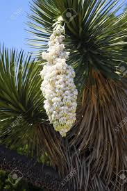 Maybe you would like to learn more about one of these? Huge White Flower Of A Palm Tree Of A Yucca In A Botanical Garden Stock Photo Picture And Royalty Free Image Image 74511644