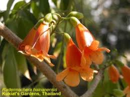 Image result for Thunbergia crispa
