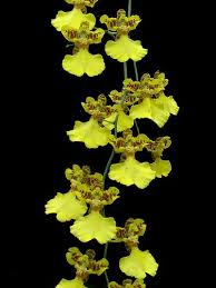 Oncidium Flexuosum Oncidium Oncidium Orchids Orchids