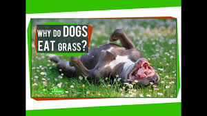 Most dogs have no idea how to use them because dogs naturally want to wee on real grass! Why Do Dogs Eat Grass Youtube