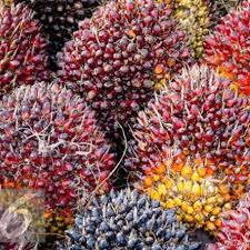 Malaysia journal of society and space 8 (8): Kalahkan Malaysia Industri Sawit Indonesia Rajai Dunia Sejak 2006 Bisnis Liputan6 Com