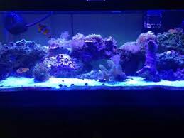 5411 fruitville rd fl 34232, sarasota, fl, 34232. Seascape Aquarium Pet Center 2162 Gulf Gate Dr Sarasota Fl Pet Supplies Mapquest