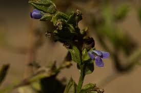 Image result for Crepidorhopalon