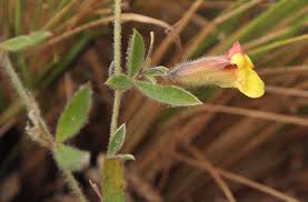 Image result for Pearsonia